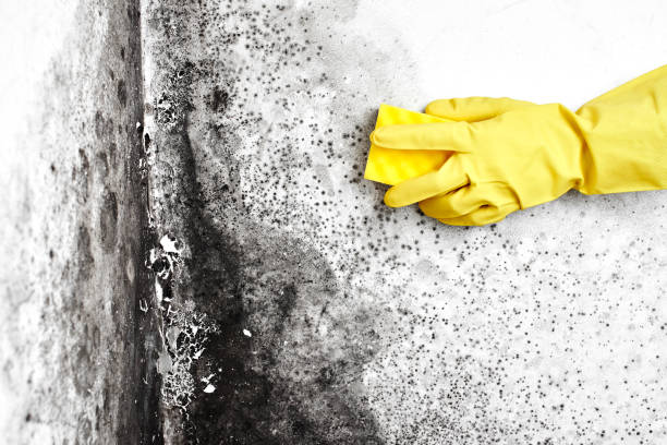 Certified Mold Removal in Poplarville, MS
