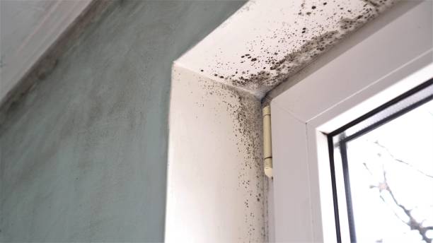 Best Mold Testing  in Poplarville, MS