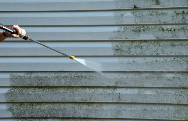 Best Professional Mold Removal  in Poplarville, MS