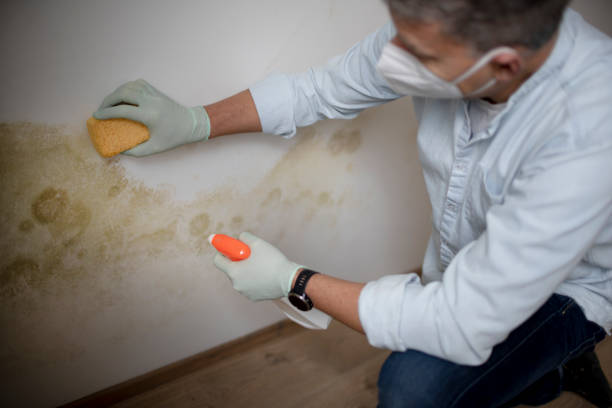 Best Commercial Mold Removal  in Poplarville, MS