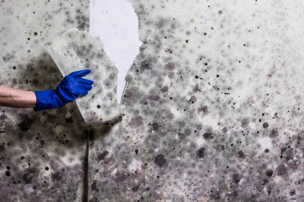 Best Office Mold Removal Services  in Poplarville, MS