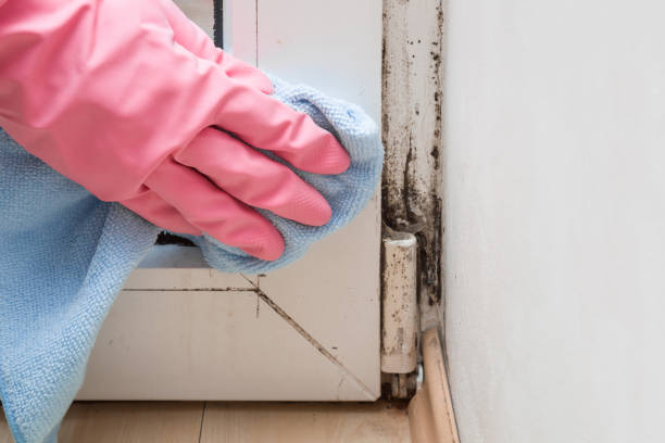 Professional Mold Removal in Poplarville, MS