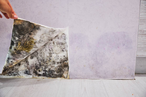 Best Residential Mold Removal  in Poplarville, MS